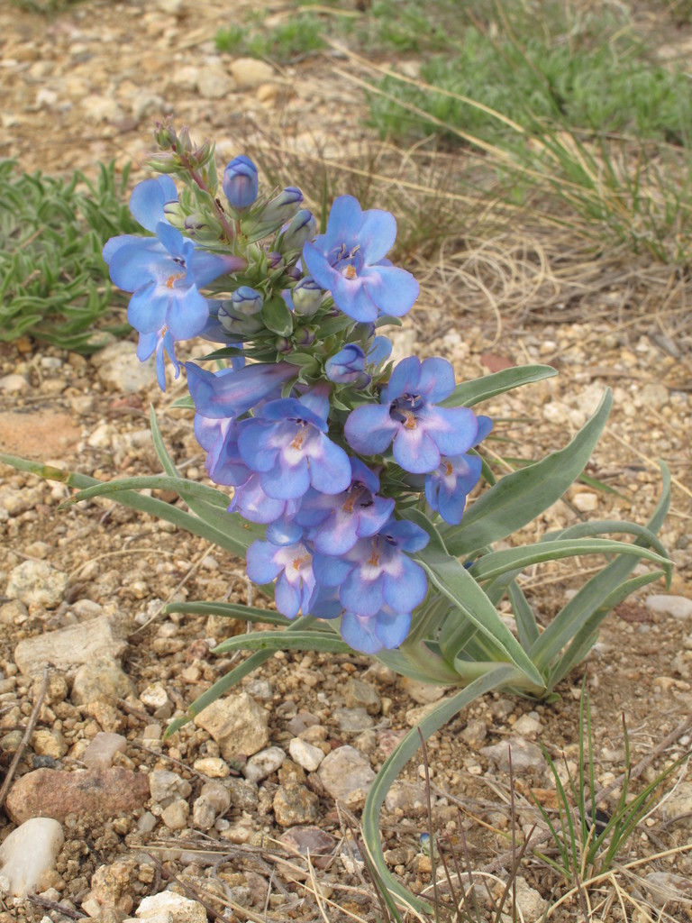 EMRA Update June 2025